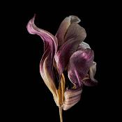 gedroogde tulp (tulipa denmark) 2-2012 4849